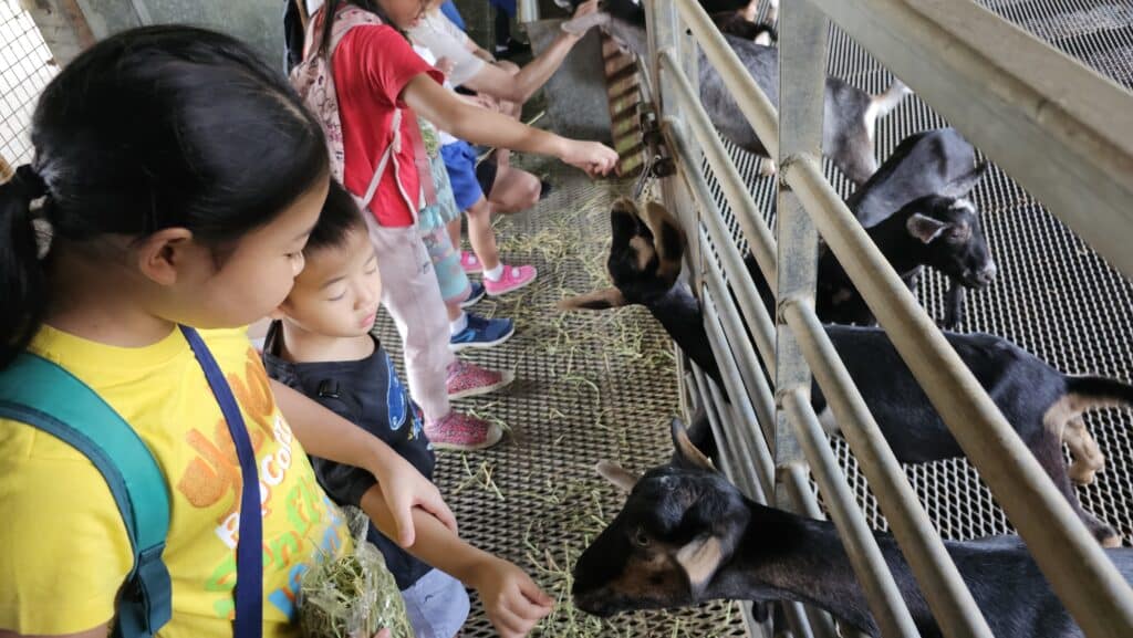 Hay dairies feeding goat