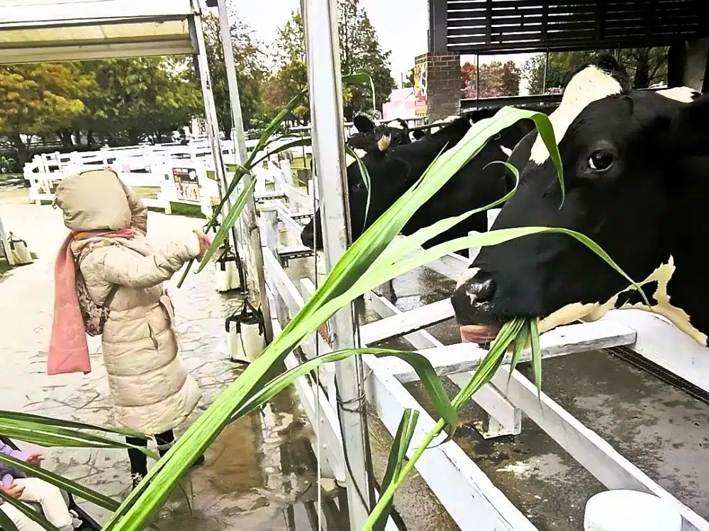 Grand Earl Hotel At Taiwan, Douliu & Kid-friendly Attractions 8