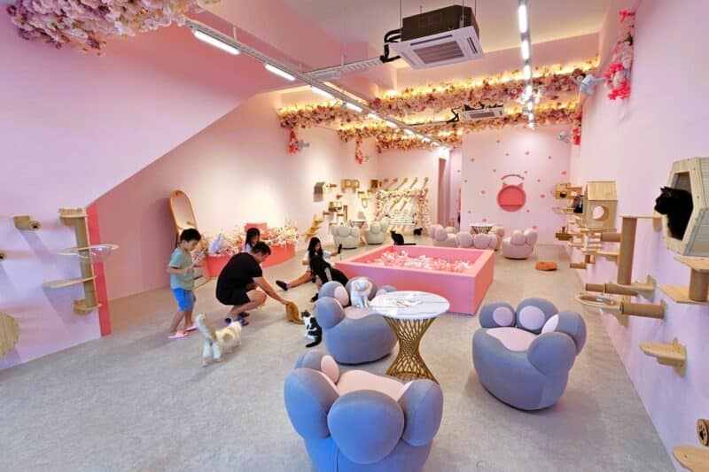 Inuyama cat cafe at johor bahru bukit indah